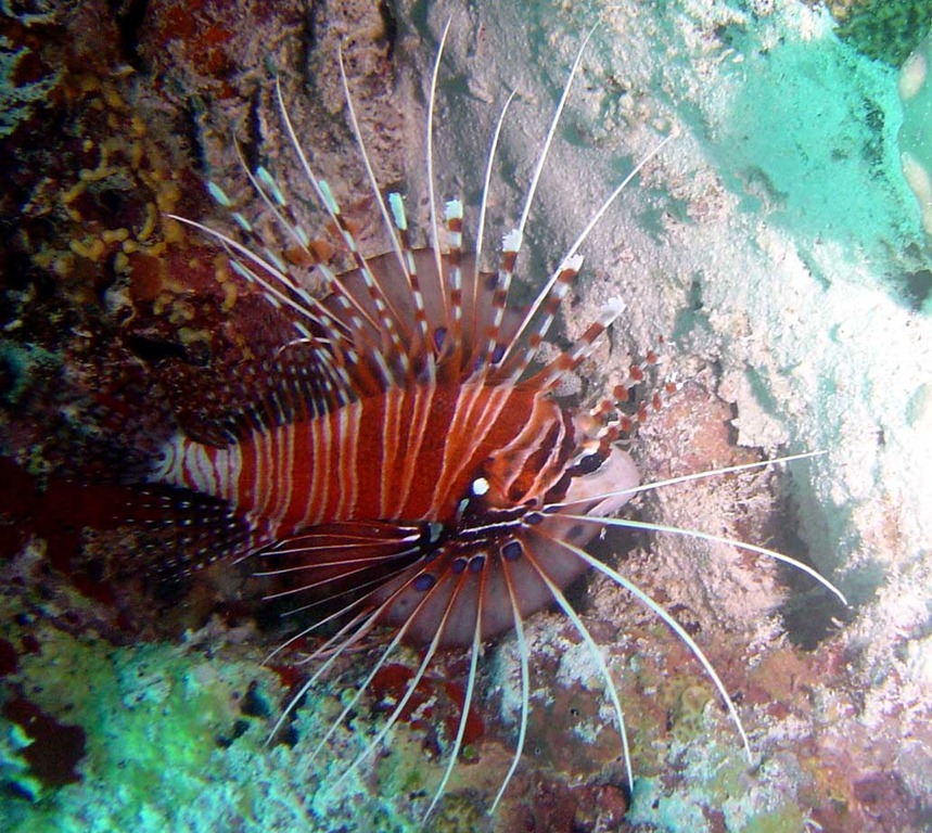 [29-underwater[2].jpg]