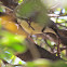 Bar-throated Apalis