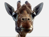 Gif de girafa