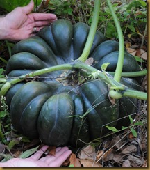 Musque de Provence pumpkin - still green