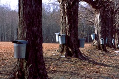 Maple-Sap-Buckets
