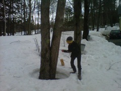 Grace Tapping Trees