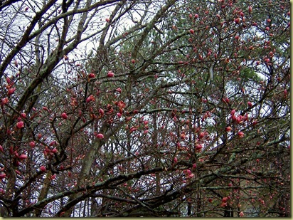 tulip Tree