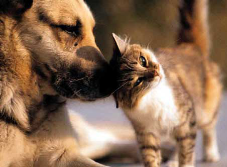 pets.jpg