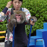 东京街头耍猴艺人