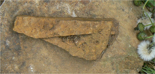 Roches & Pierres Fossile-niconella_rochecarbonatee