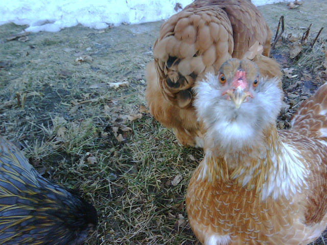 http://lh6.ggpht.com/_61IxDTVUuZU/SZTJbHHJ5hI/AAAAAAAAA8E/27sQJv5QRKU/s640/IMG00031.jpg