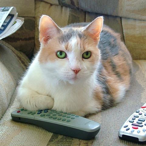[cat-w-remote-control (Small)[3].jpg]
