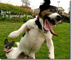 dog-Im-gonna-get-ya (Small) dog-Im-gonna-get-ya (Small)
