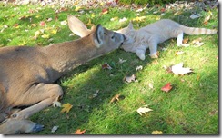 Cat-and-deer (Small) Cat-and-deer (Small)