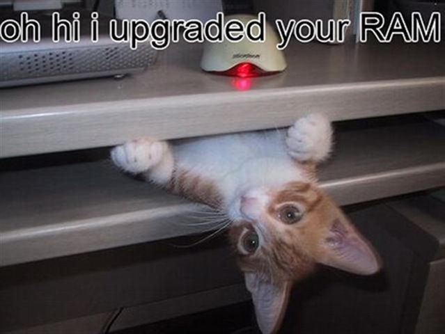 [cat-upgraded-RAM (Small)[3].jpg]