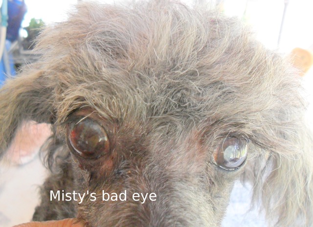 [Misty's bad eye[3].jpg]