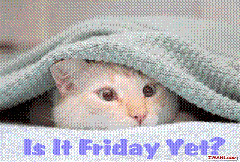 Cat-Is-friday (Small)