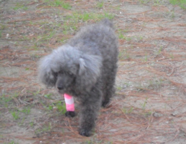 [Misty-walking-after-surgery[3].jpg]
