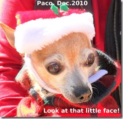 Paco-in-hat