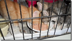 Pebbles, at back,  finally eating out of a bowl.