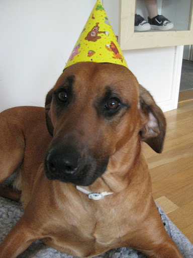 Humla celebrating her first birthday!!