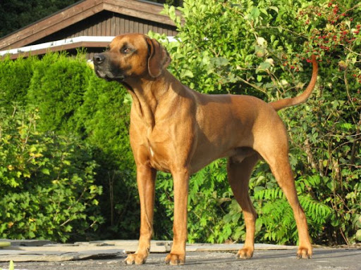 Djungelkattens Acuteridged Amaretto
