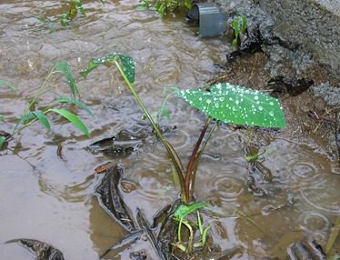 New life in Costa Rica