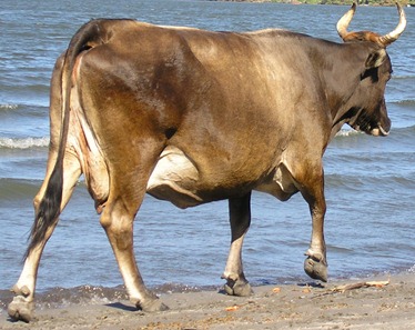 Cow