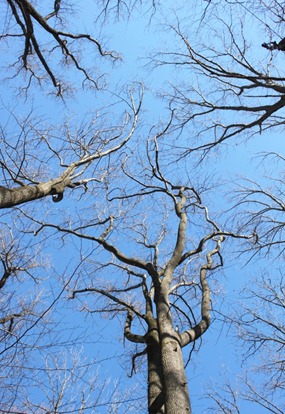 Trees in Winter Trees in Winter