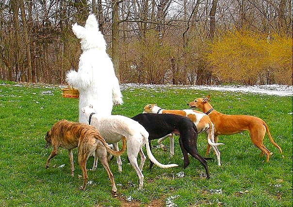 [Easter Bunny and Greyhounds[11].jpg]