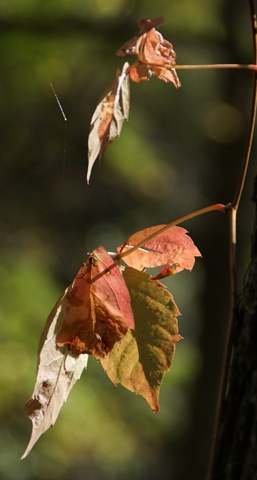 [rust colored leaves of fall[4].jpg]