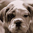 Fiona - Bulldogmania.net Fiona - Bulldogmania.net