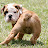 Fiona - Bulldogmania.net Fiona - Bulldogmania.net