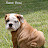 Fiona - Bulldogmania.net Fiona - Bulldogmania.net