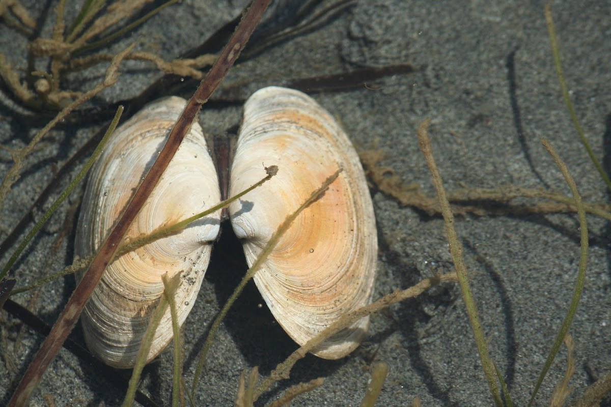 Washington butter clam