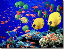 tropical-coral-fishes-788-5