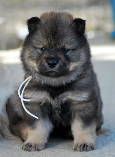 le plus beau chien du monde!!!! 5sema