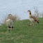Egyptian Goose