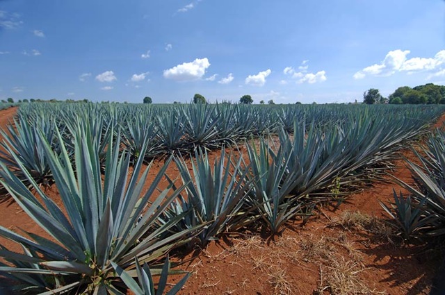 [blueagavearandas_3226_r24.jpg]