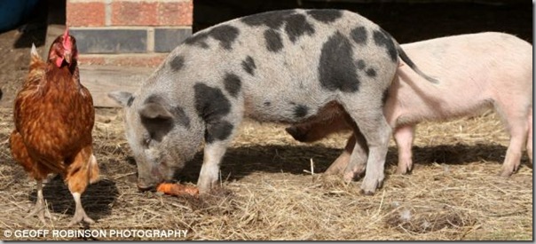 big tea cup pig