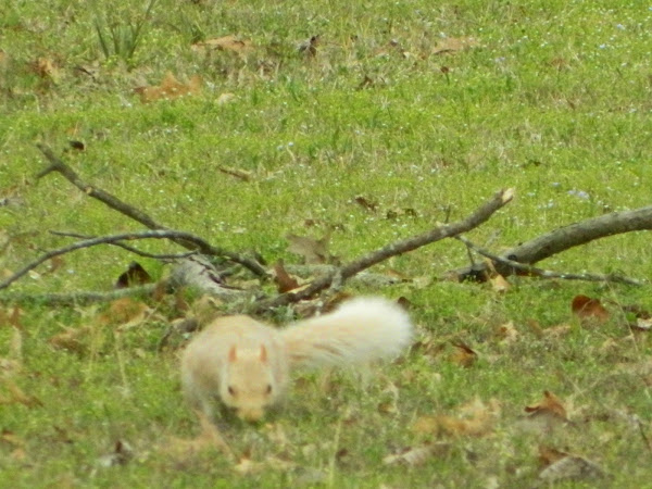 Blonde Eastern Gray Squirrel (leucistic) | Project Noah