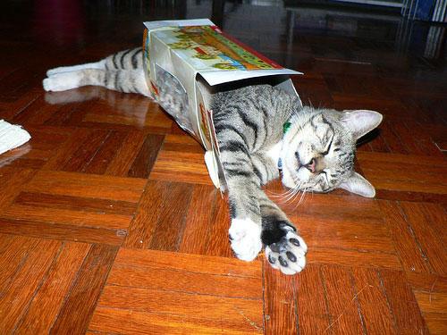 gatos durmiendo en cajas