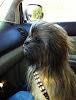 El Perro Chewbacca El Perro Chewbacca