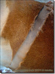 2009-barbering_01