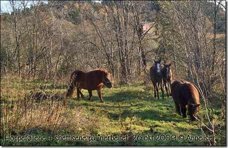 nerbeitet-26okt2009_01 nerbeitet-26okt2009_01