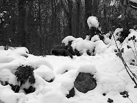 redpandasnow.jpg redpandasnow.jpg