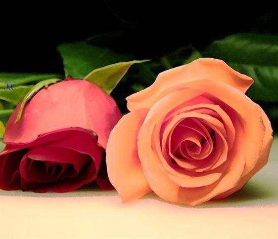 Image Dimension: 550x472 Beautiful Flower Collection !!!