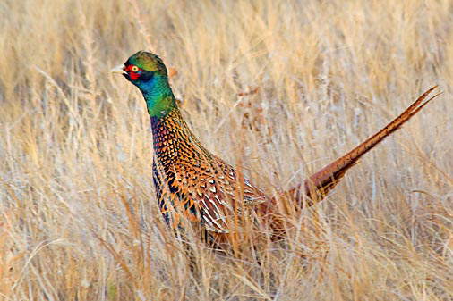 Beautiful Birds.