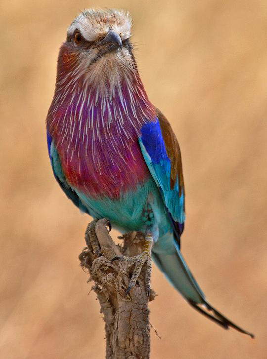Beautiful Birds.