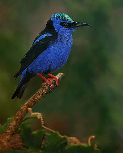 Beautiful Birds.