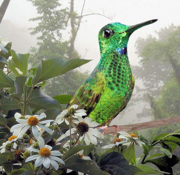 Beautiful Birds.