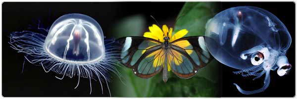 Top 10 Transparent Animals!