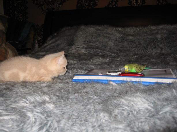 Parrot & Cat