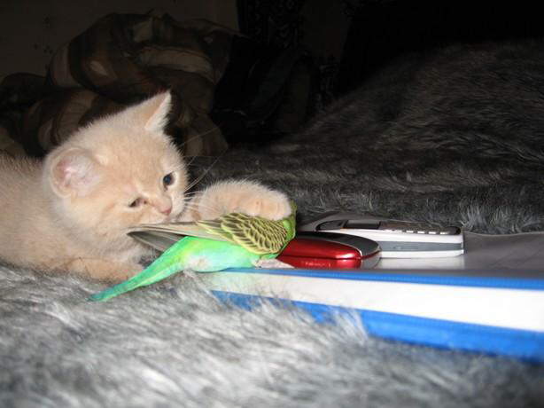 Parrot & Cat